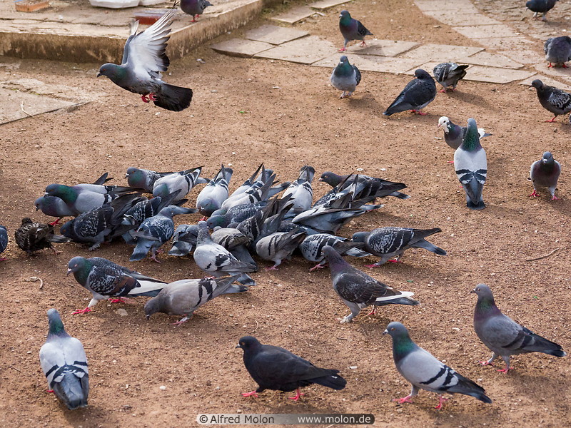 18 Pigeons