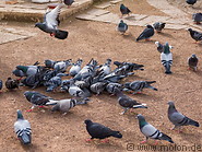 18 Pigeons
