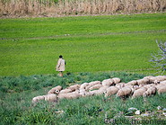 18 Shepherd with sheep herd