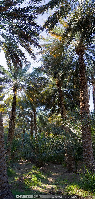 11 Date palm oasis