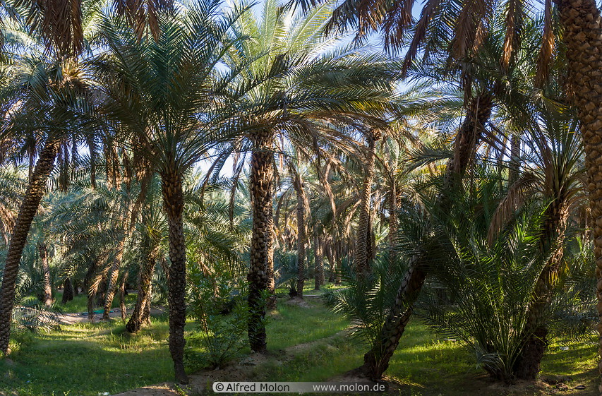 12 Date palm oasis