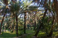 12 Date palm oasis