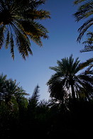 14 Date palm oasis