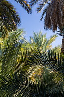 16 Date palm oasis