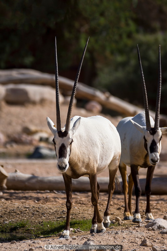 01 Arabian Oryx