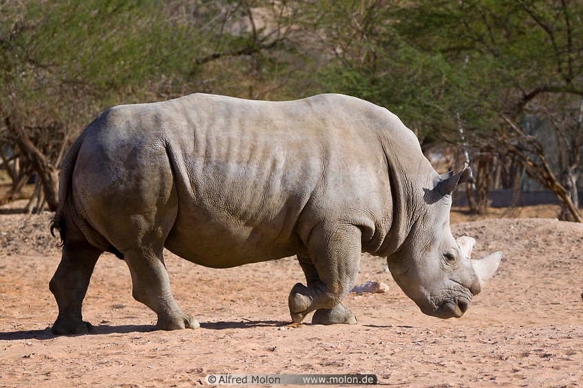 09 Rhino