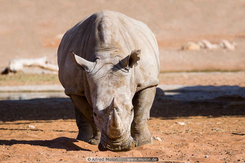 10 Rhinoceros