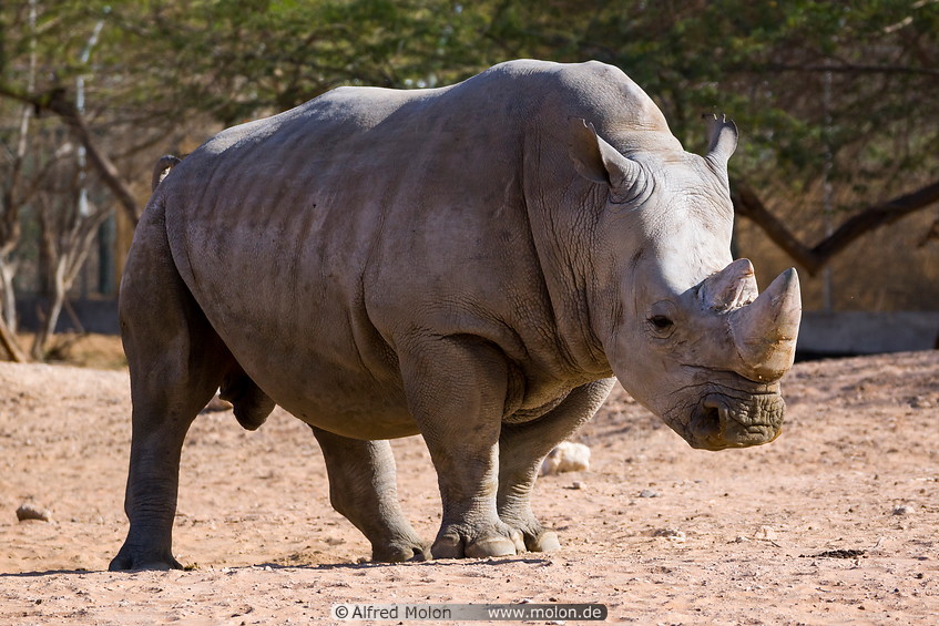12 Rhinoceros