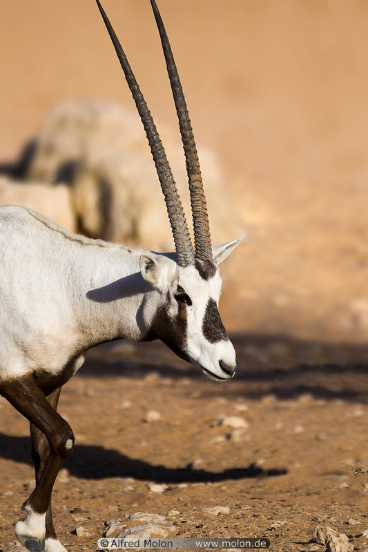 22 Arabian Oryx