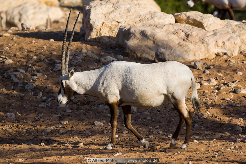 23 Arabian Oryx