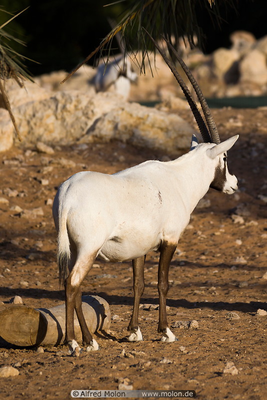 24 Arabian Oryx