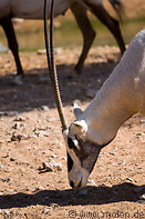 02 Arabian Oryx