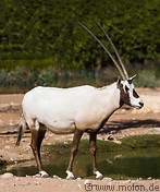 03 Arabian Oryx