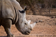08 Rhinoceros