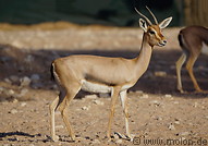 21 Cuvier gazelle