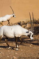 25 Arabian Oryx