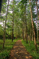 05 Tree lined path