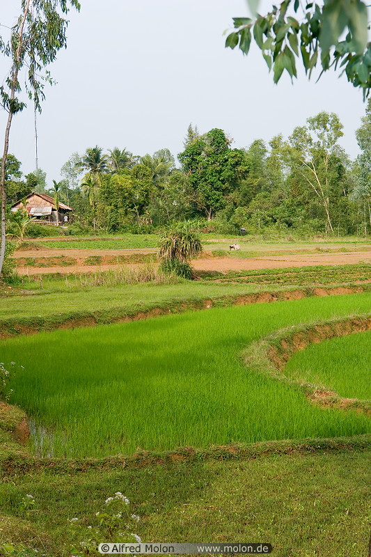 01 Rice fields