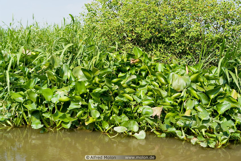 13 Water hyacinth floating in canal